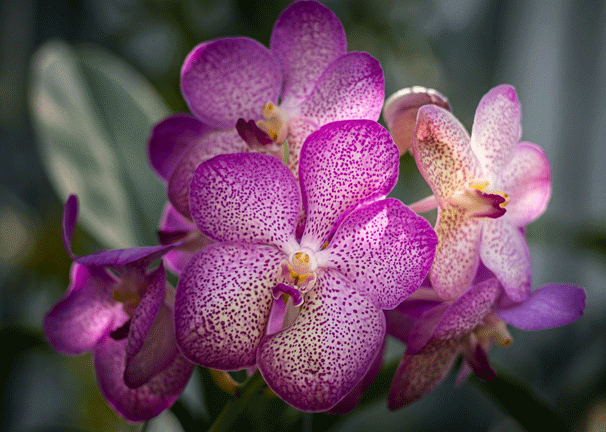 Pink and purple orchids in soft natural light